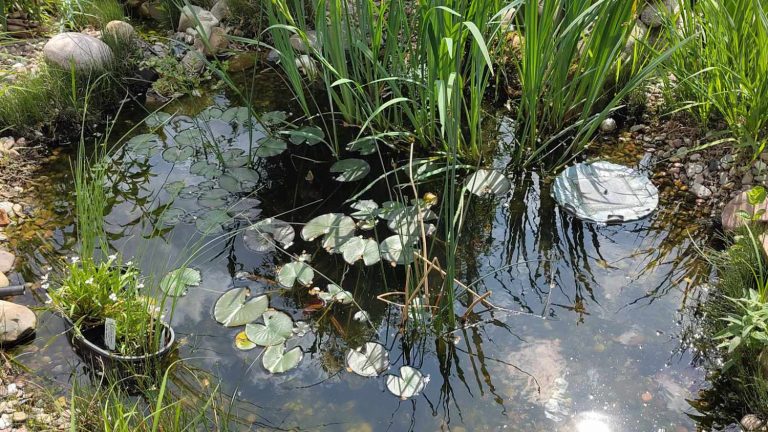 WASSERleben am Teich